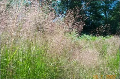 Quelle est la zone de rusticité de l'agrostide blanche ?