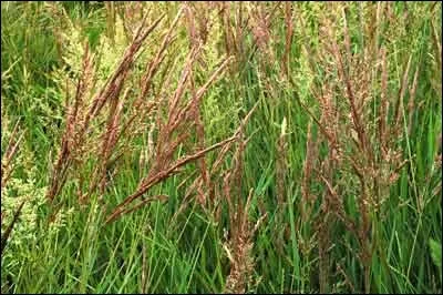 Quelle est l'exposition de l'agrostide stolonifère ?