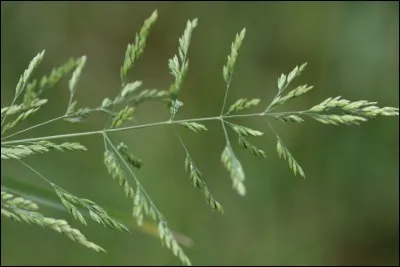 Quelle est la résistance au piétinement du Poa trivialis?