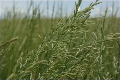 Quelle est la résistance à la sécheresse et aux chaleurs élevées de la Festuca arundinacea ?