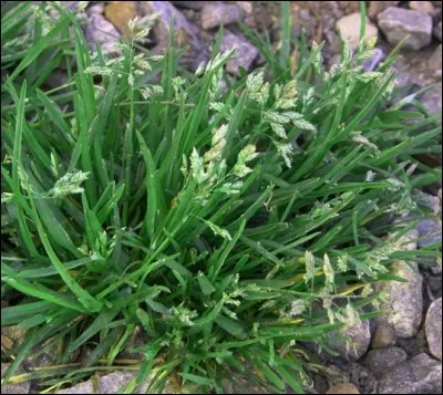 Quelle est la zone de rusticité du Poa annua ?