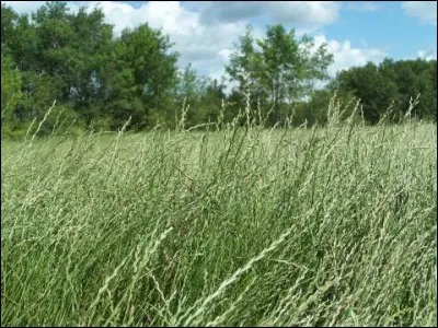 Quelle est l'exposition du Lolium perenne ?