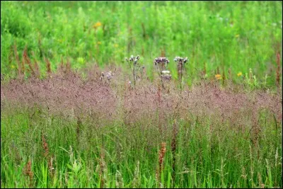 Quel est le système racinaire de l'agrostide blanche ?