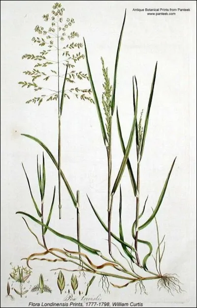 Quelle est la résistance à la sécheresse et aux chaleurs élevées du Poa trivialis ?