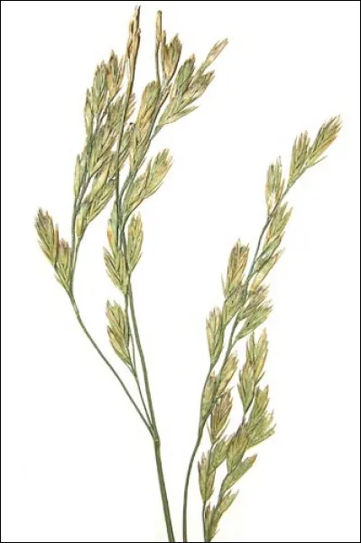 Quelle est la zone de la fétuque élevée ?