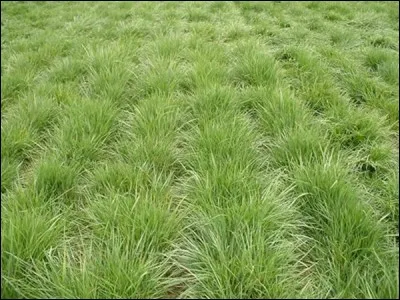 Quelle est l'exposition de la fétuque de Chewing ?