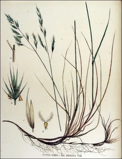 Quelle est la résistance au piétinement de la Festuca rubra ?