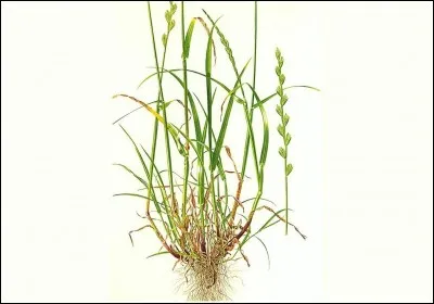 Quelle est la résistance à la sécheresse et aux chaleurs élevées du Lolium perenne ?