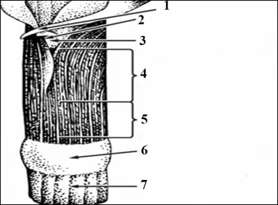 Quel est le numéro 4 ?