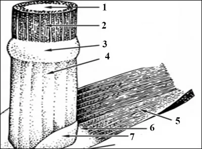 Quel est le numéro 5 ?