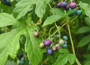 Quiz Plantes grimpantes à intérêts automnaux
