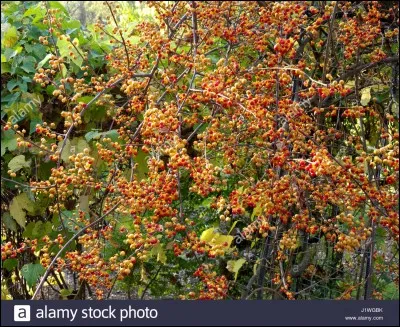 Quel est son nom latin ?