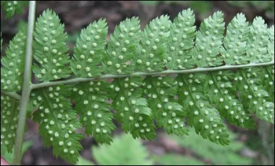 Quelle est son exposition ?