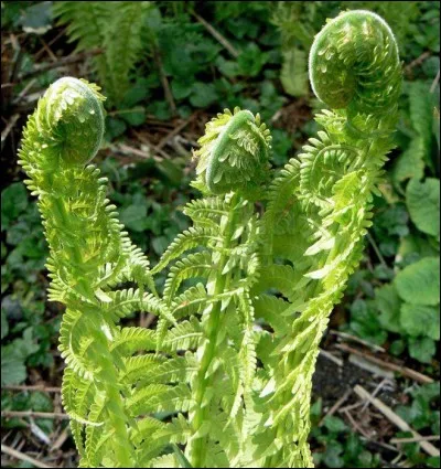 Quel est son nom latin ?