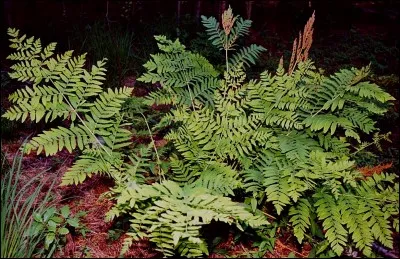 Quel est son nom latin ?