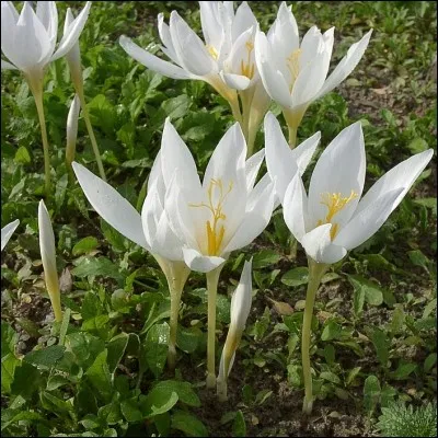 Quelle est son exposition ?