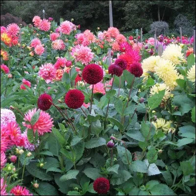 Quel est son nom latin ?