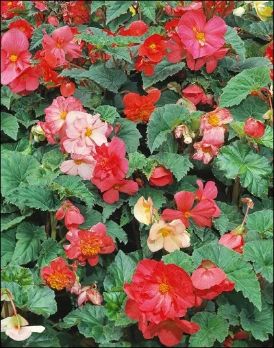 Quel est son nom latin ?