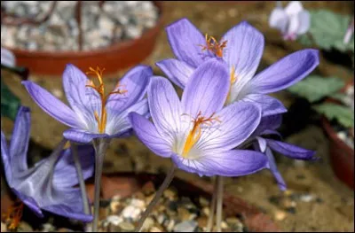 Quel est son nom latin ?