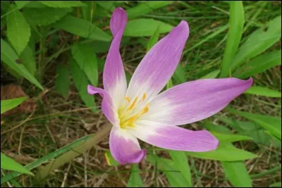 Quel est son nom latin ?