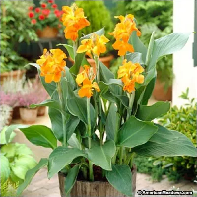 Quel est son nom latin ?