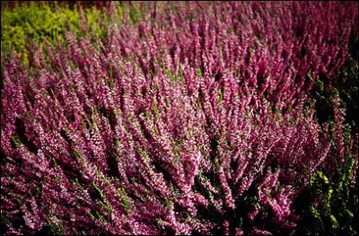 Quel est son nom latin ?