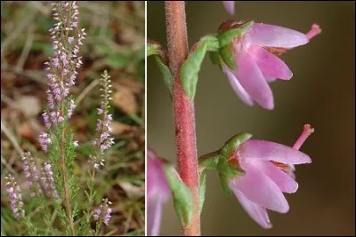 Quelle est son exposition ?