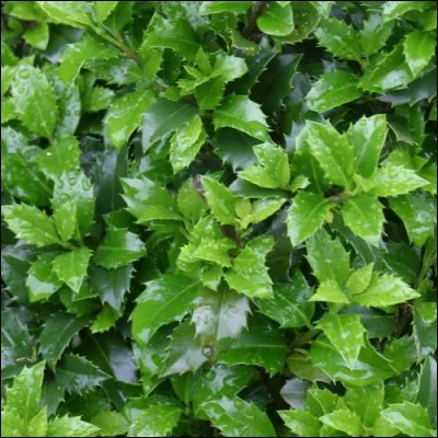 Quel est son nom latin ?