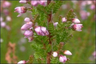 Quel est son nom latin ?