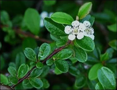 Quel est son nom latin ?