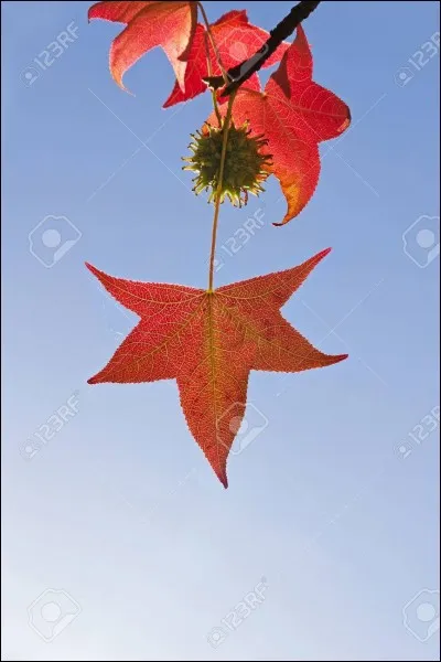 Peut-on voir une (des) feuille(s) rouge(s) sur cette photo ?