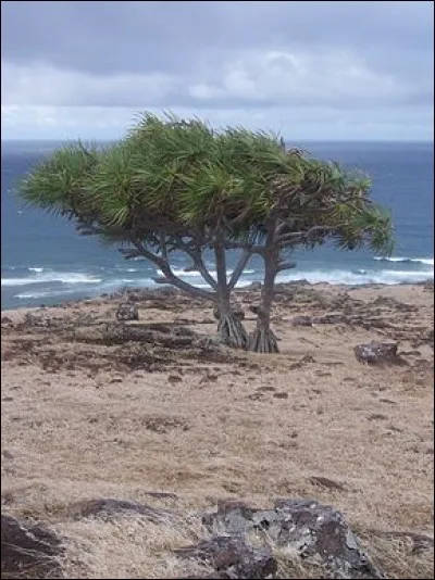 Cette plante arborescente, endémique de l'île Rodrigues, est un vacoa parapluie.