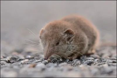 Les musaraignes meurent si elles cessent de se nourrir pendant plus de quatre heures.