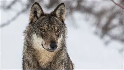 L'ancien mot pour désigner un loup était "goupil".