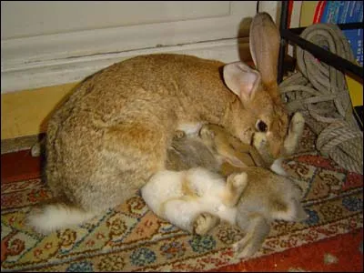 Combien de fois par jour, la lapine s'occupe-t-elle de ses lapereaux ?