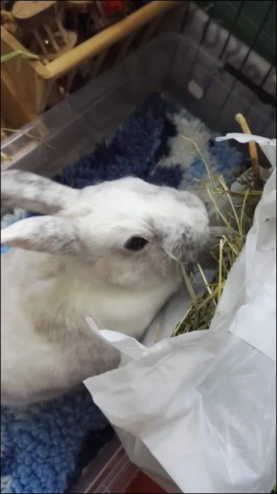 Combien de temps dure une gestation en moyenne ?