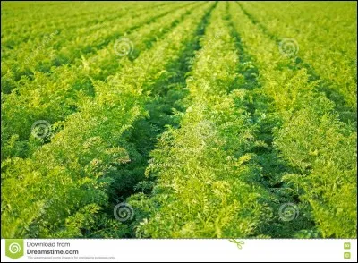 Quel aliment doit être stoppé lors de la gestation ?