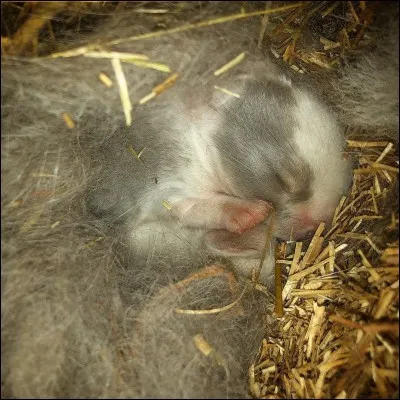 Comment sont les lapereaux à la naissance ?