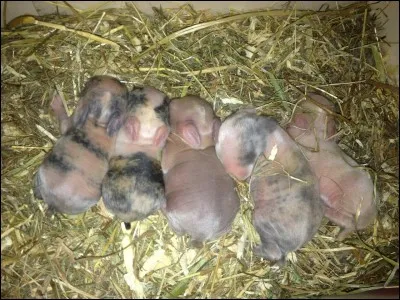 Combien pèse en moyenne un lapereau (lapin nain) à la naissance ?