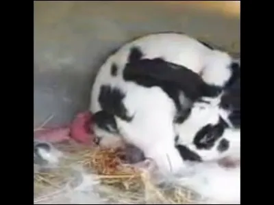 La naissance se déroule en moyenne entre :