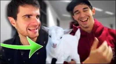 Quel animal les membres veulent-ils avoir à la Redbox ?