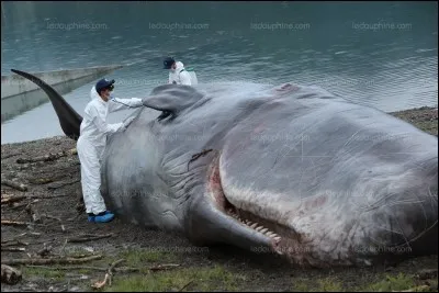 Le cachalot est un mammifère.