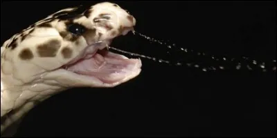 'Crache ton venin' est un album de quel groupe ?