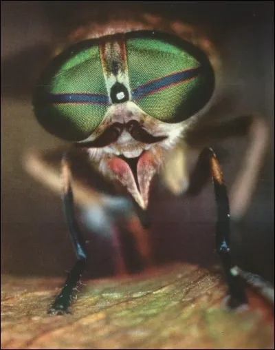 Quel est cet insecte ?