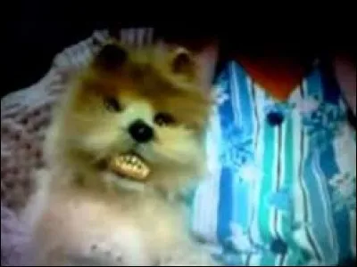 J'allais oublier le plus moche de la troupe, le chien, à qui appartient-il ?