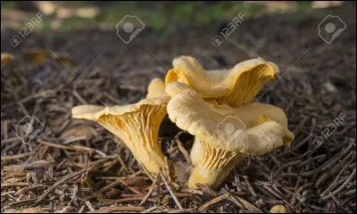 Et pour terminer, identifions celle-ci.