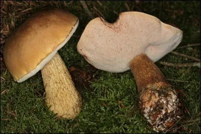 Quel est donc ce bolet ?