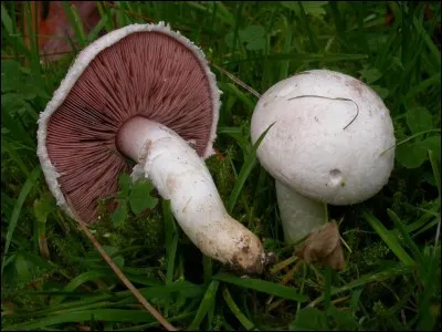 Comment classerons-nous ce spécimen ?