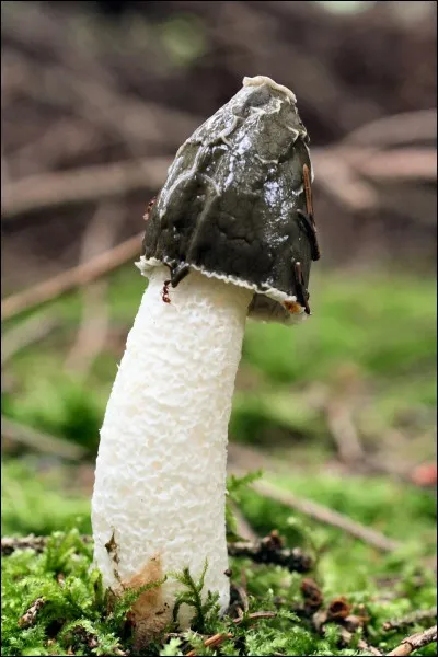 Et que pourrons-nous dire de celui-ci ?