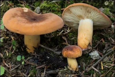 Comment pourrons-nous en expliquer un peu plus sur ce champignon?